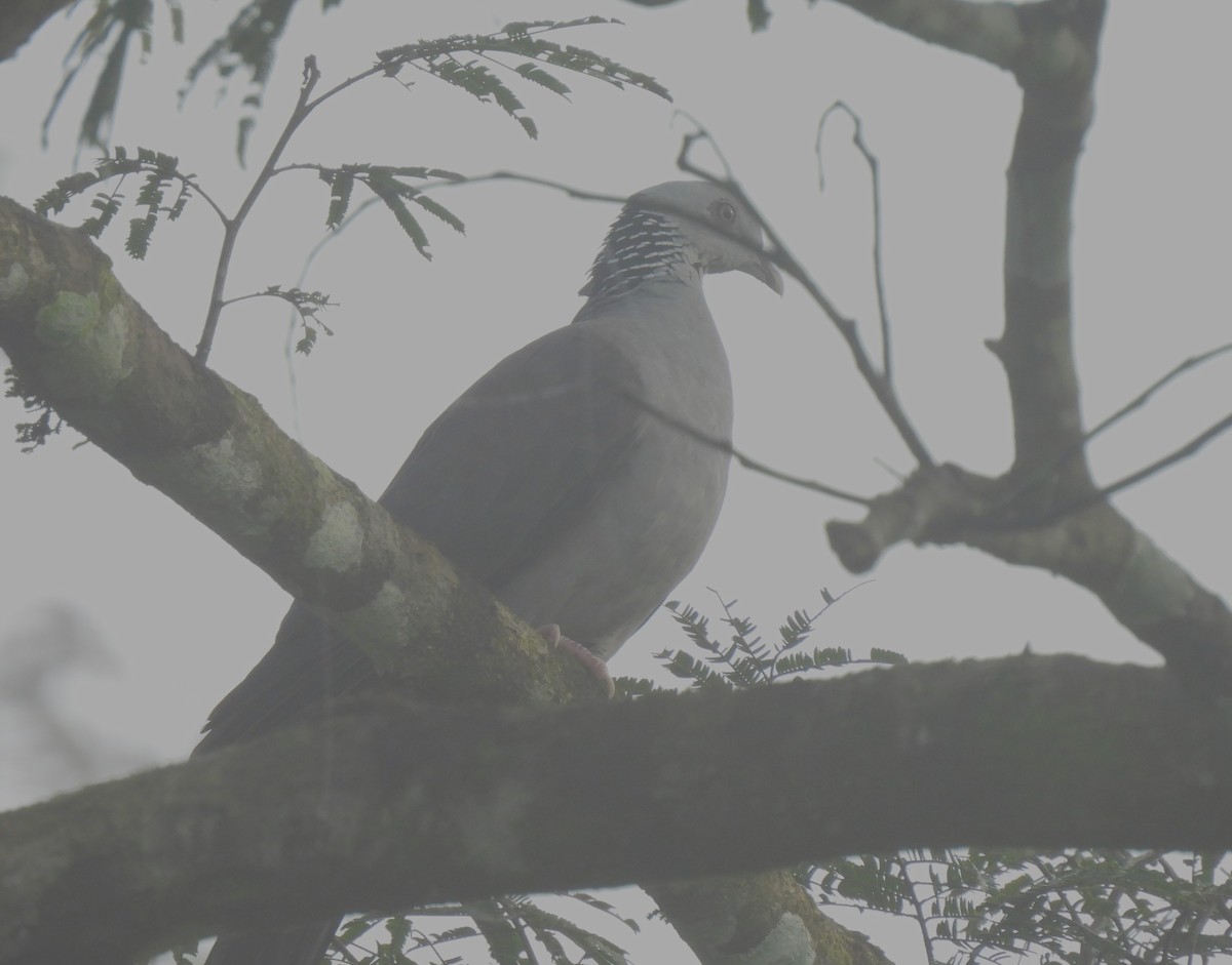 Nilgiri Wood-Pigeon - ML610546497