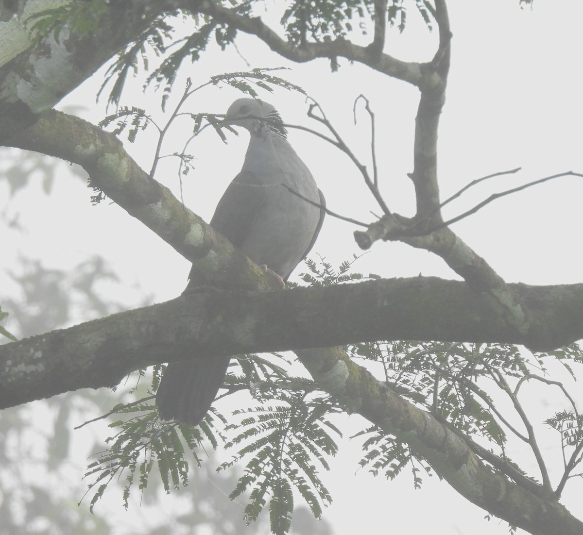 Nilgiri Wood-Pigeon - ML610546499