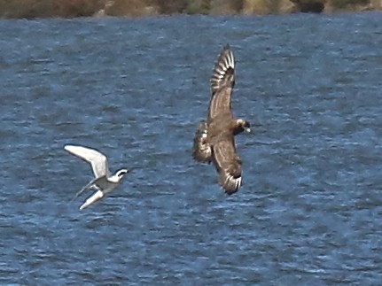 Parasitic Jaeger - Michael Mammoser