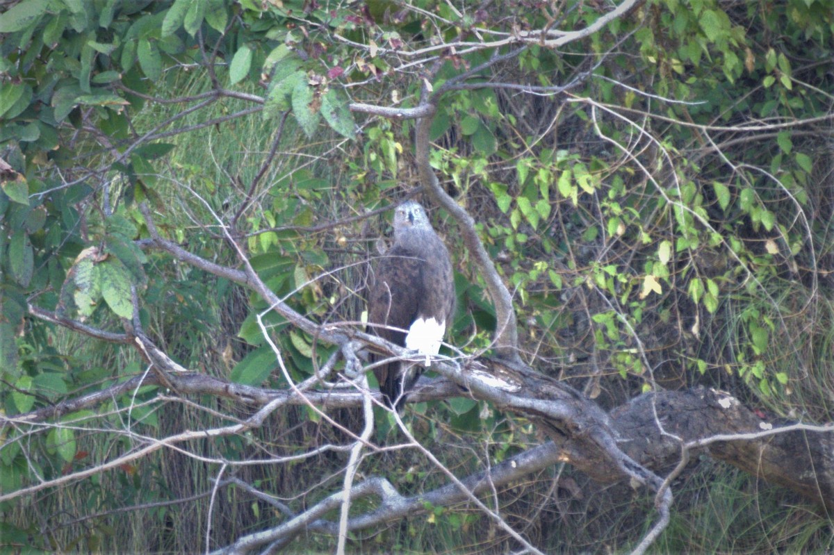 Lesser Fish-Eagle - ML610546559