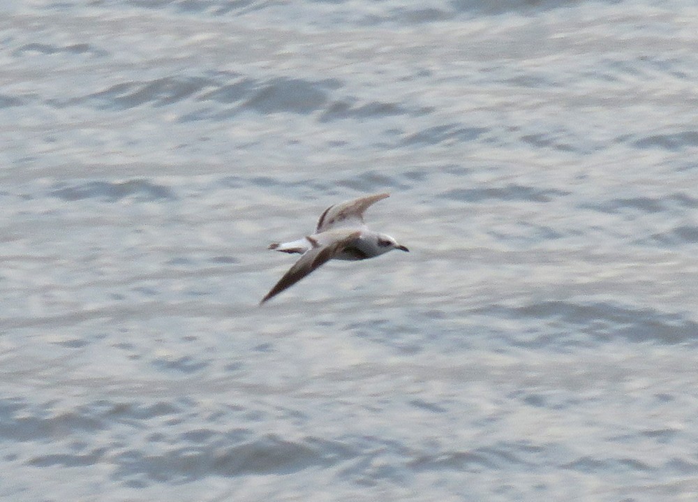 Gaviota Cabecinegra - ML610546580