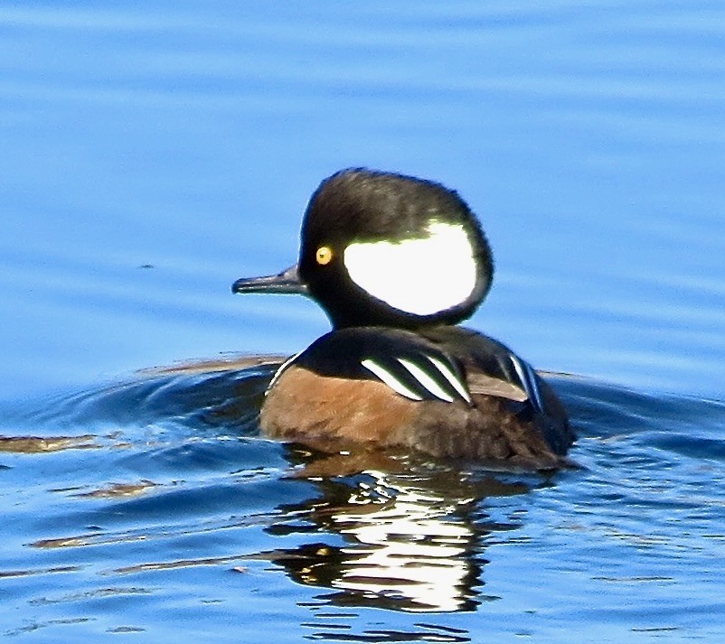 Hooded Merganser - ML610546625