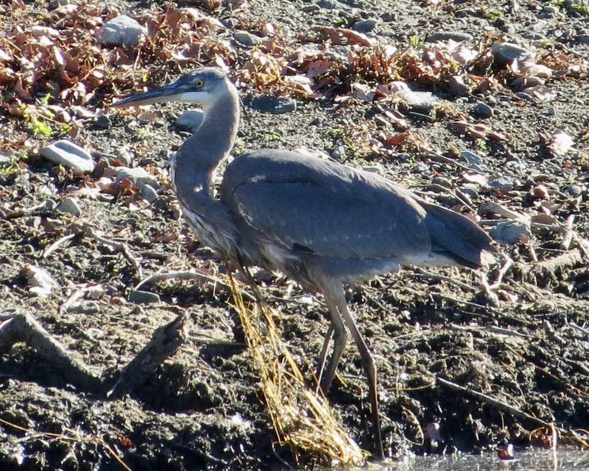 Great Blue Heron - Dave Bengston