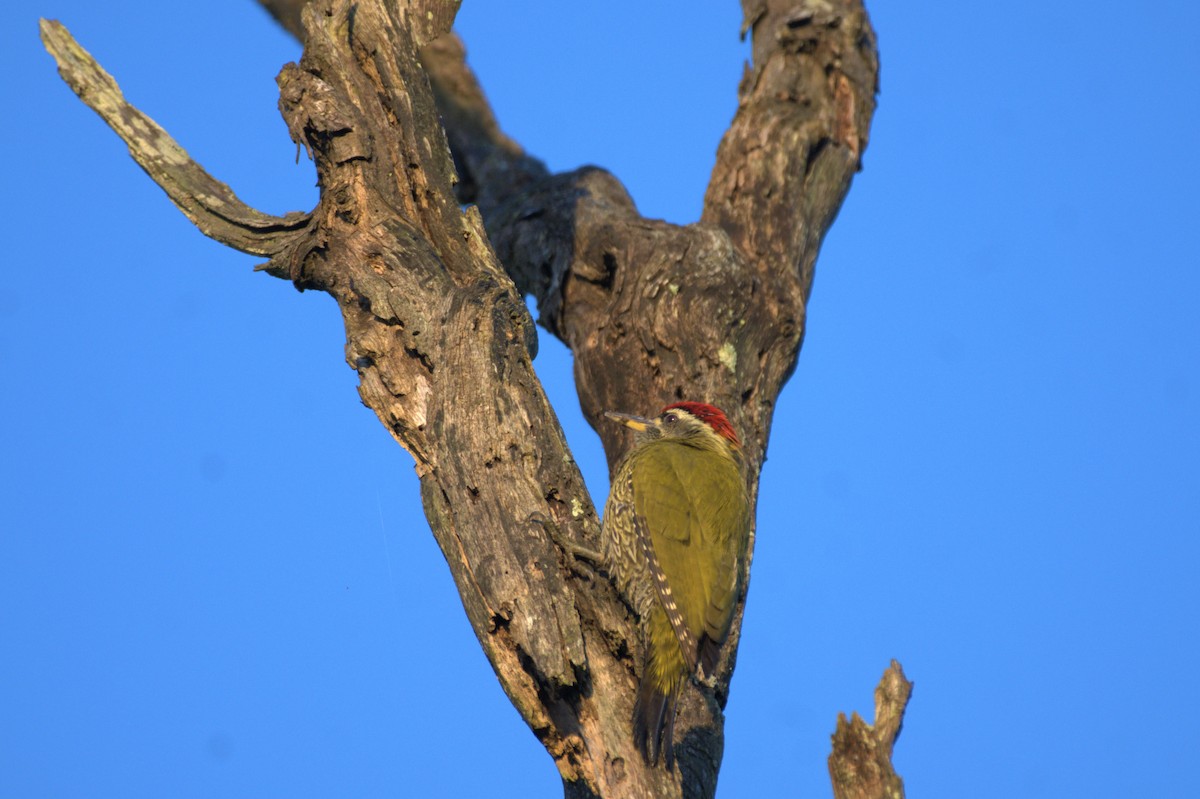Streak-throated Woodpecker - Anshu Arora