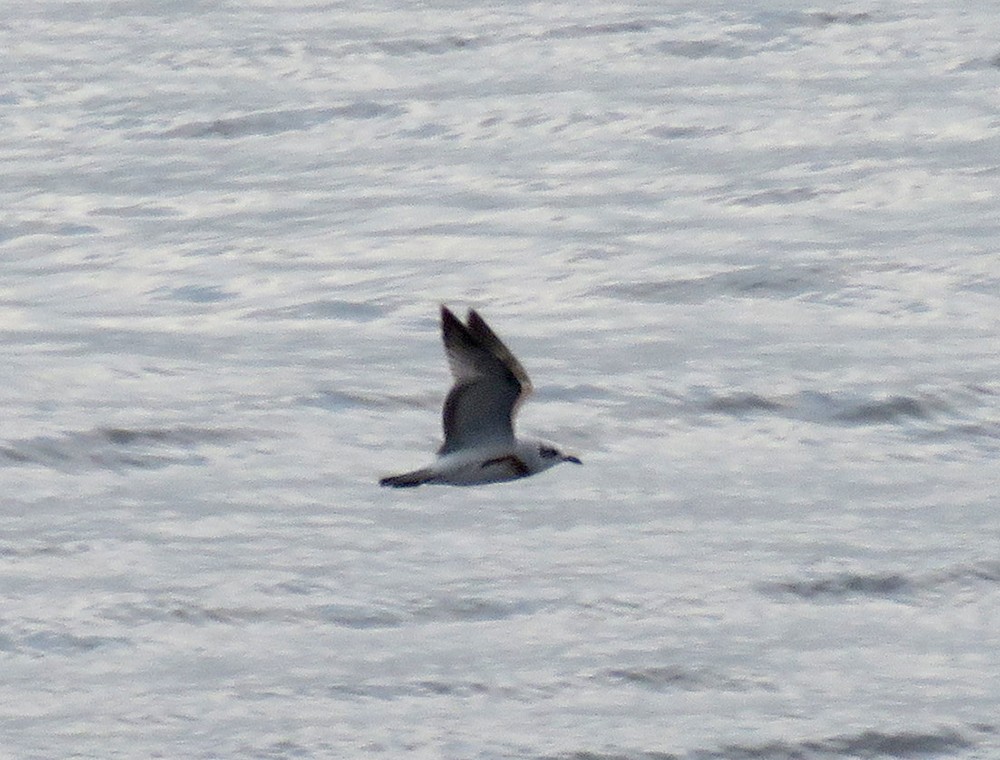 Mediterranean Gull - ML610546649