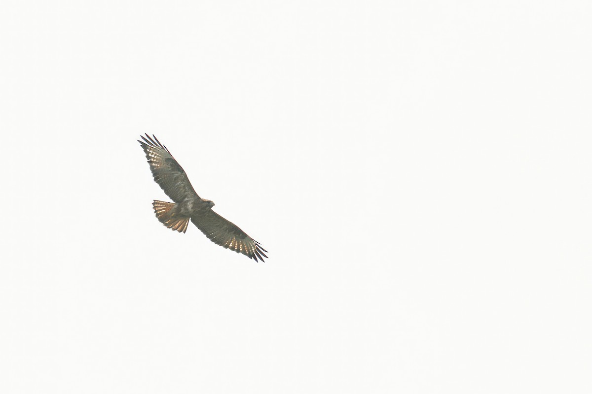 Common Buzzard (Steppe) - ML610546682