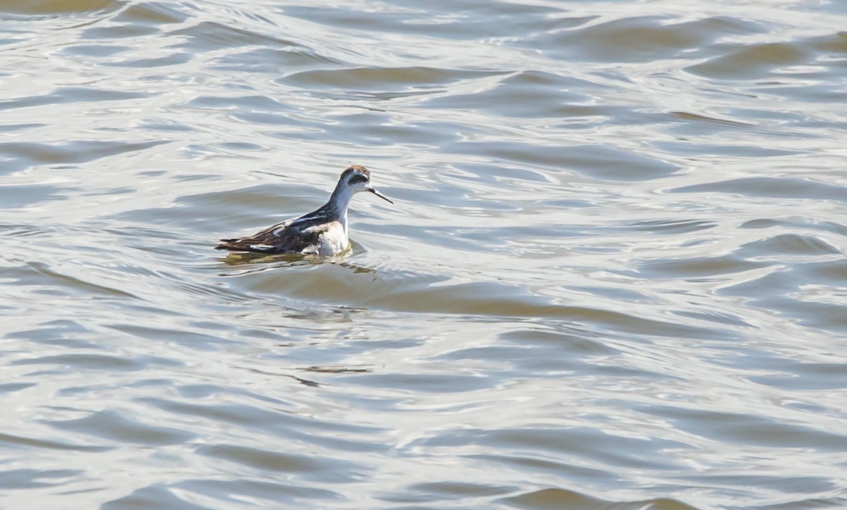 Red-necked Phalarope - ML610546857