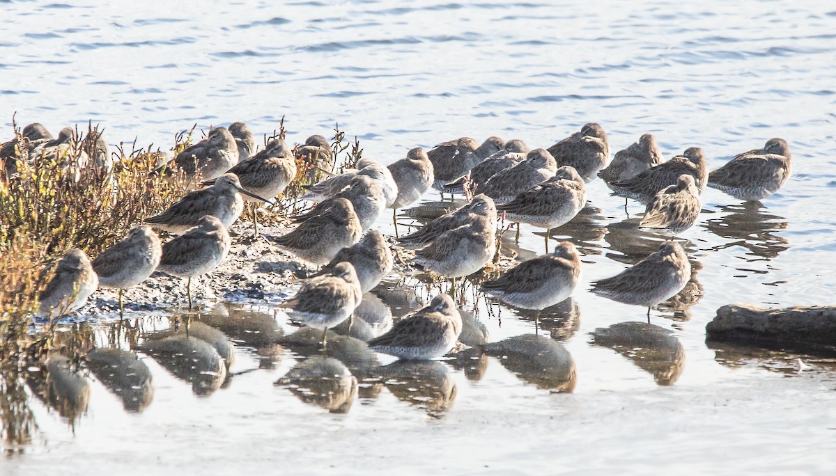 Long-billed Dowitcher - ML610546874