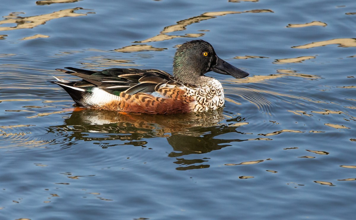 Northern Shoveler - ML610546877