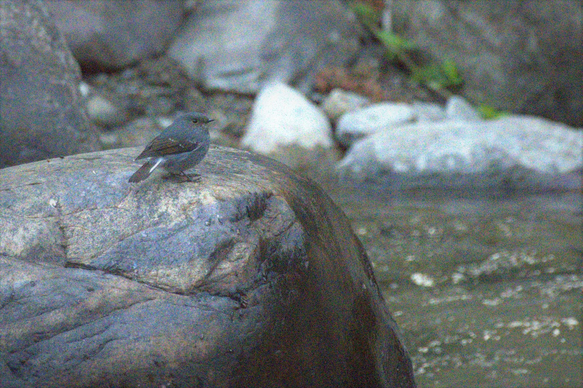 Plumbeous Redstart - ML610546903