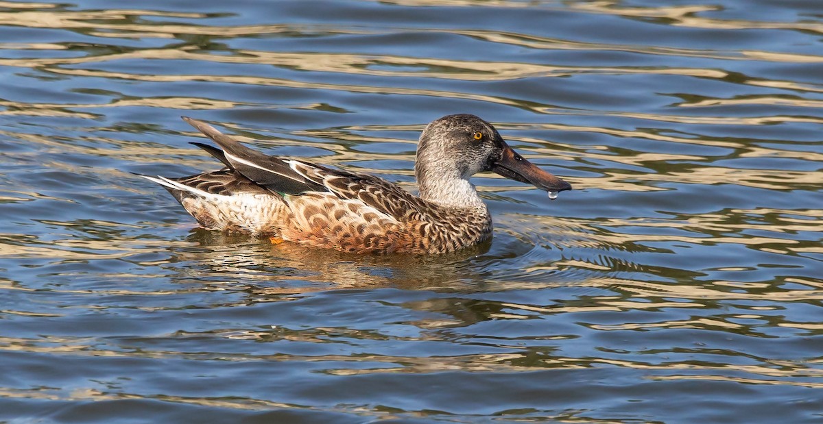 Northern Shoveler - ML610546904