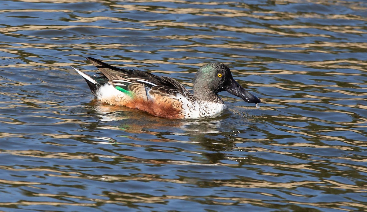 Northern Shoveler - ML610546907