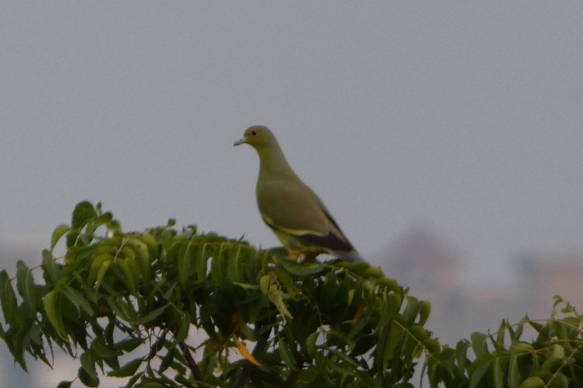 green-pigeon sp. - ML610546926