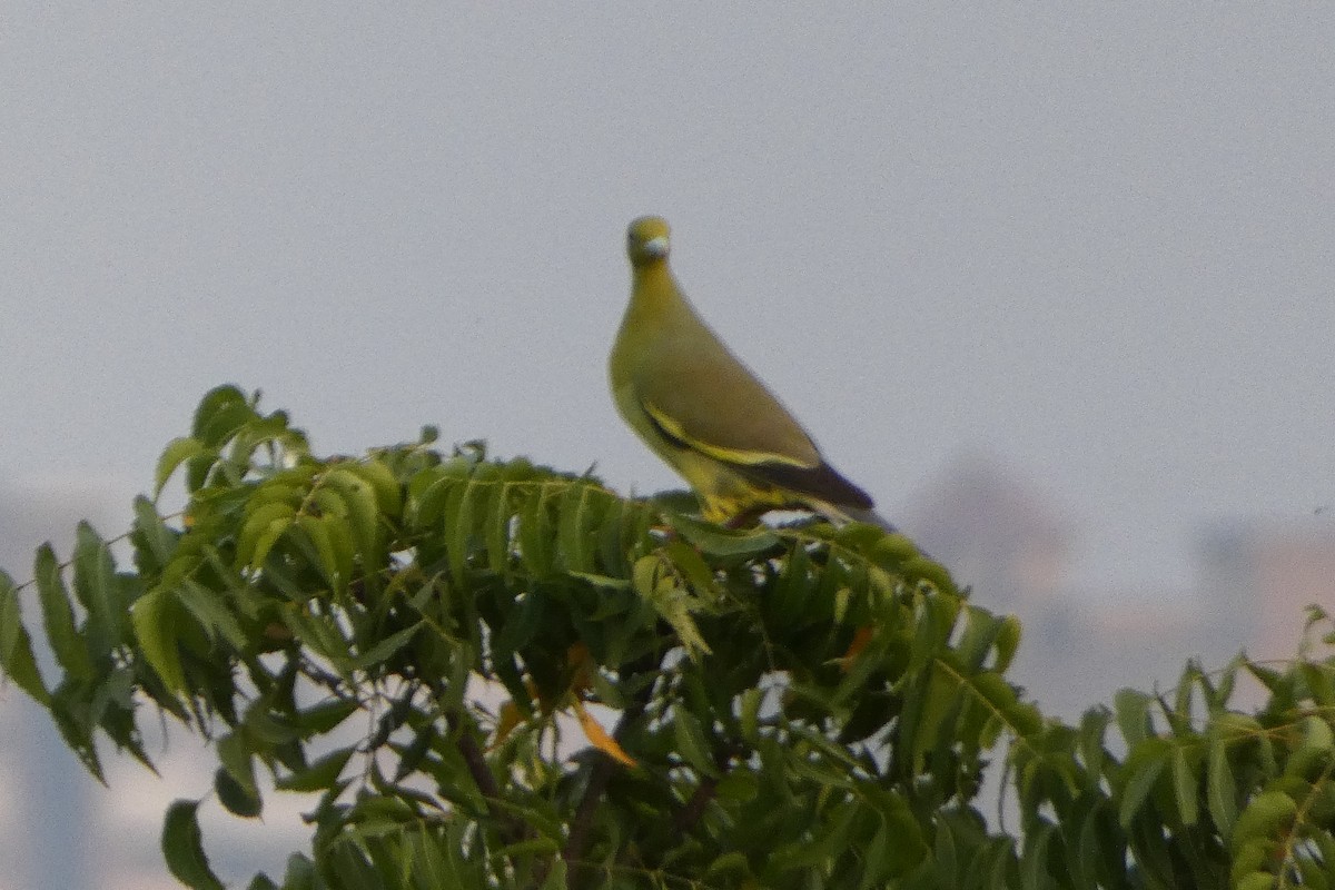 green-pigeon sp. - ML610546927