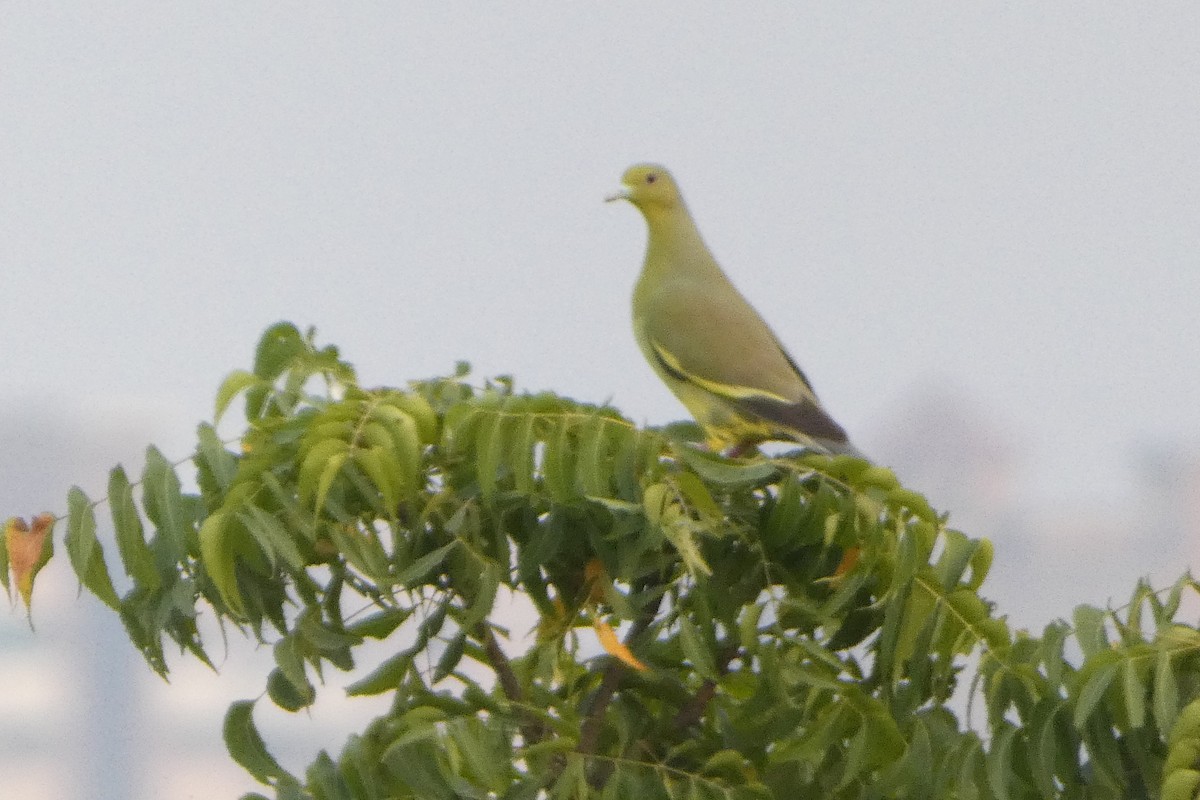 green-pigeon sp. - LIVSON THOMAS