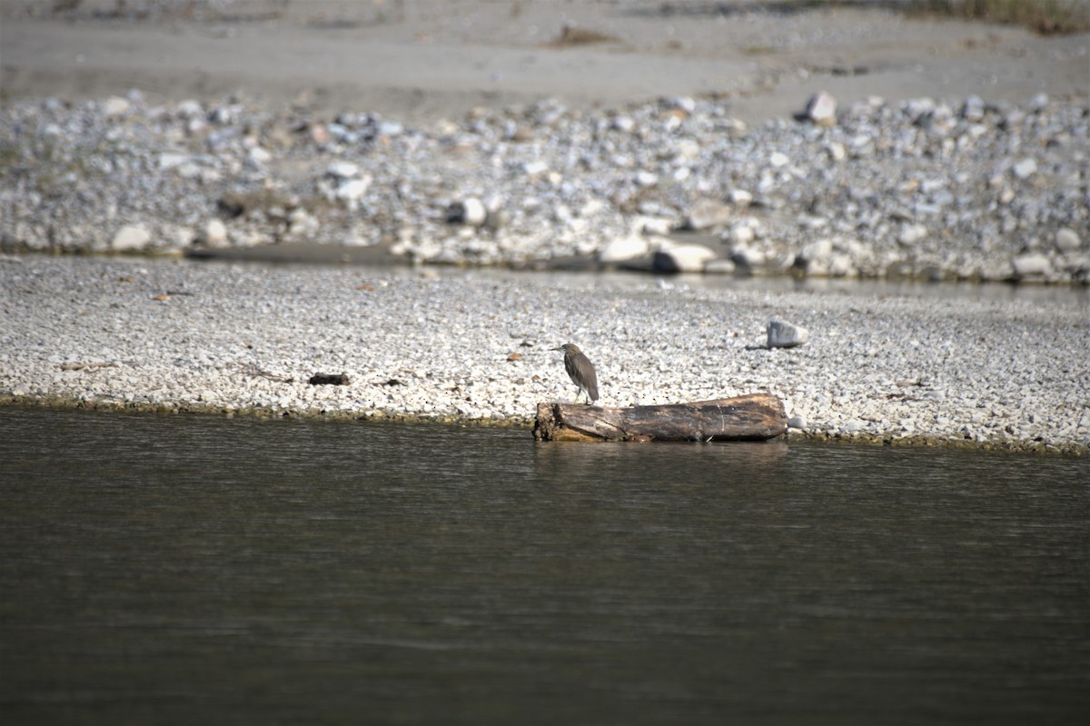 Striated Heron - ML610547011