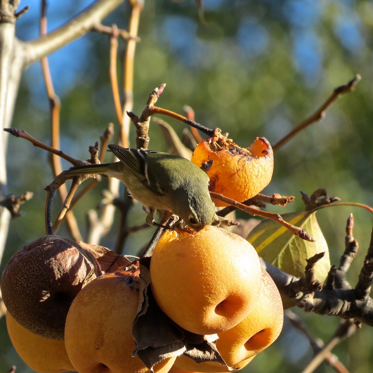 Ruby-crowned Kinglet - ML610547014