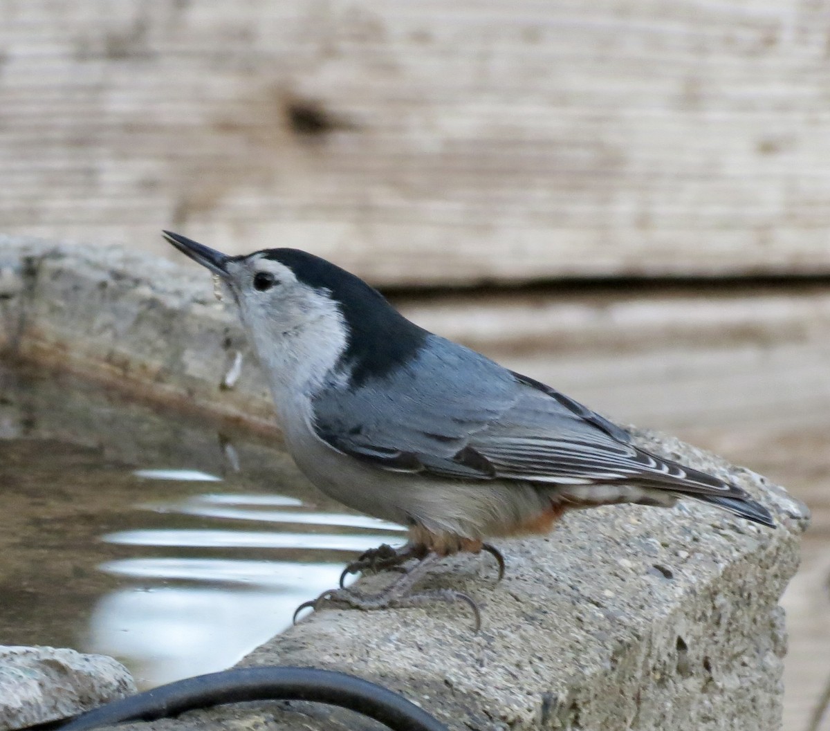 White-breasted Nuthatch - ML610547019