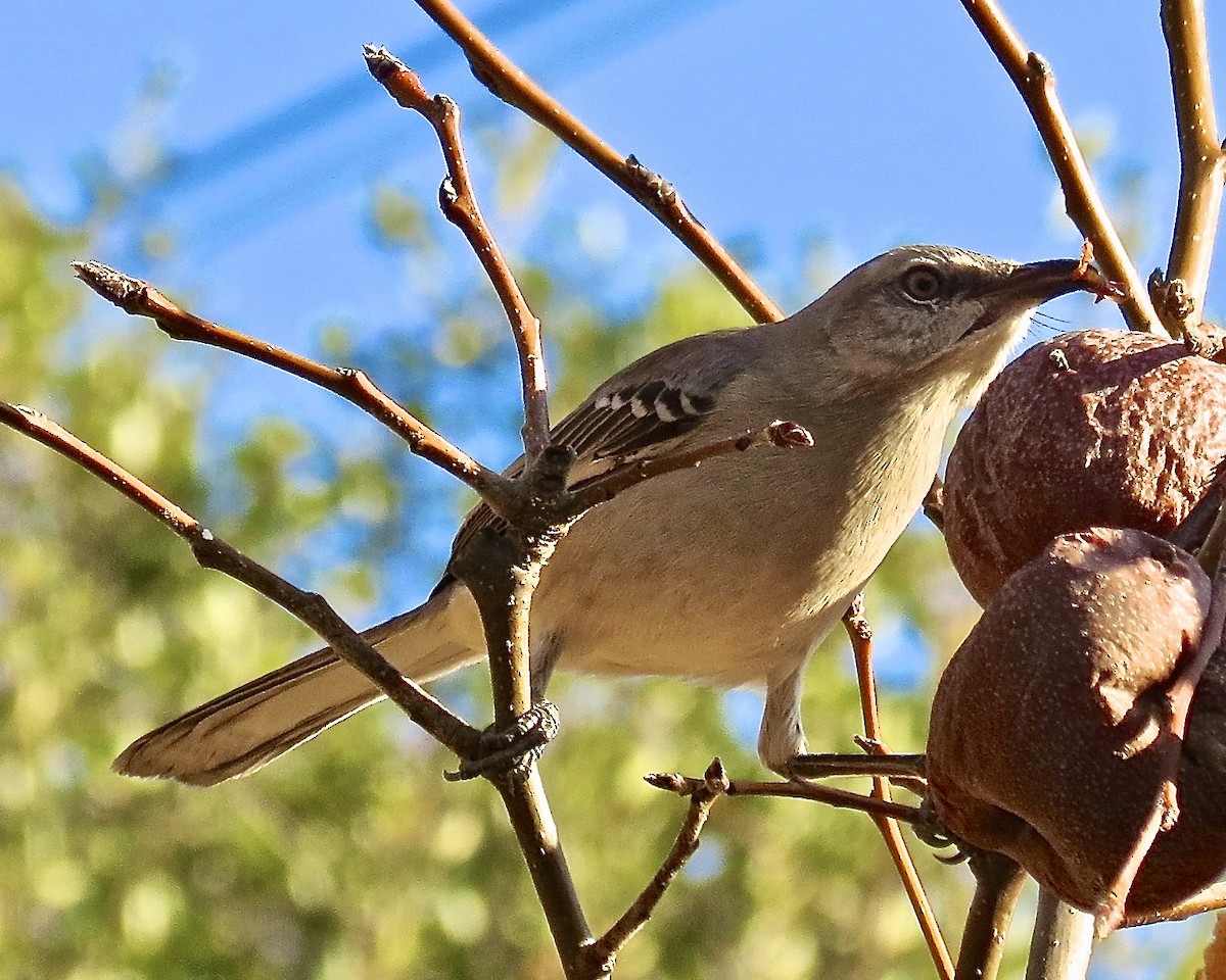 Northern Mockingbird - ML610547021