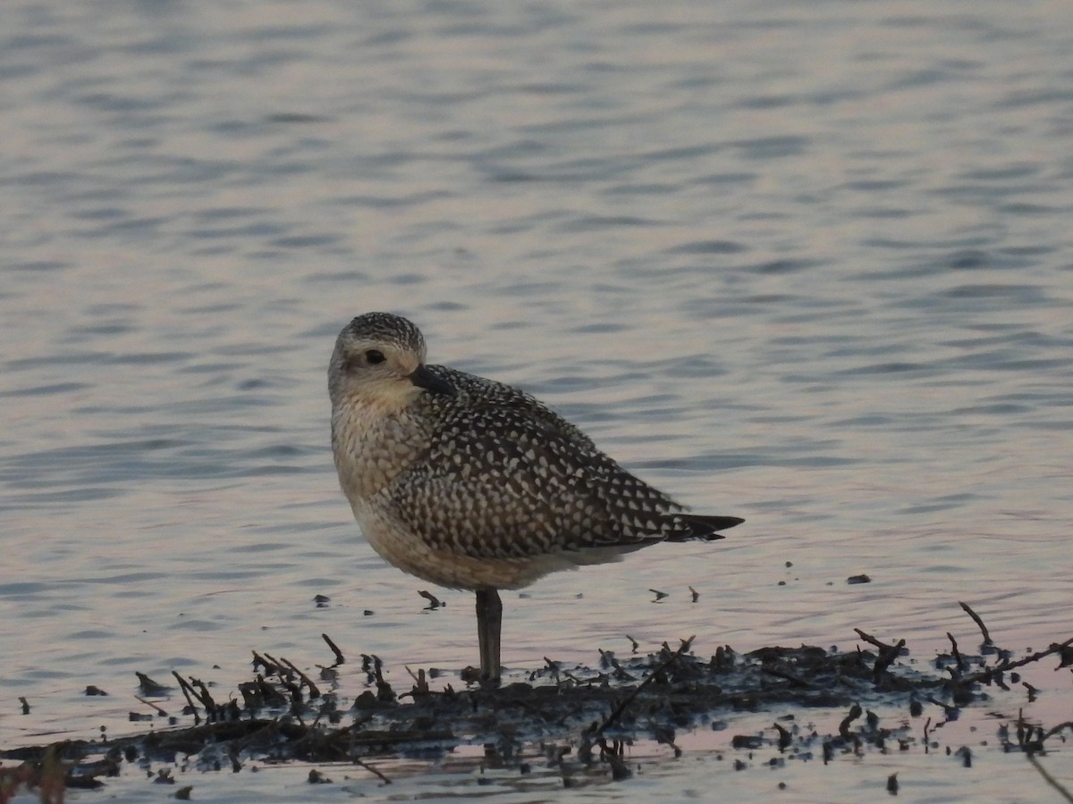 Black-bellied Plover - L. Burkett