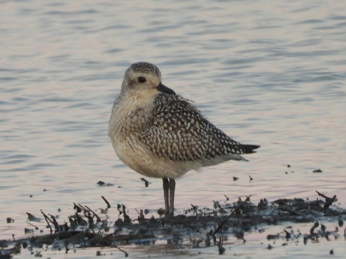 Black-bellied Plover - ML610547059