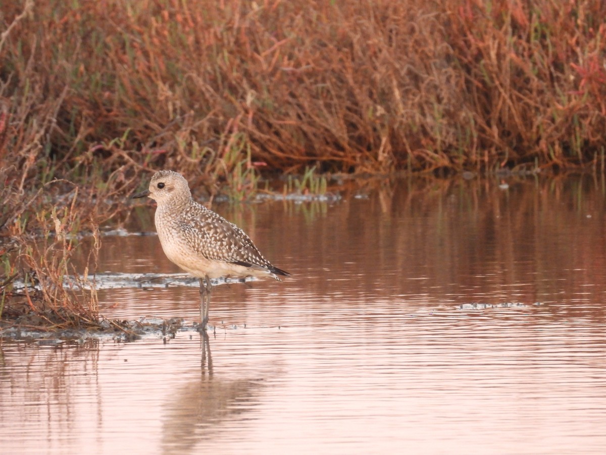 Black-bellied Plover - ML610547060