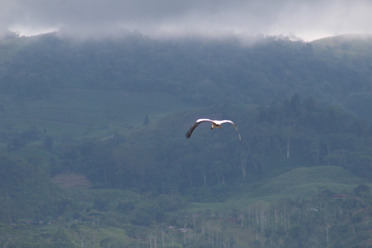 Wood Stork - ML610547111