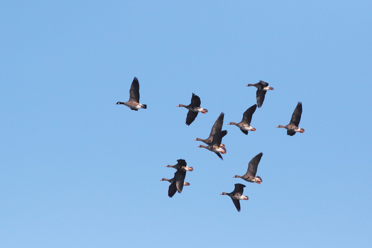 Greater White-fronted Goose - ML610547399