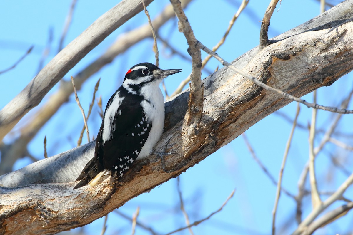 Hairy Woodpecker - Dan Schiebelbein