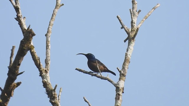 Loten's Sunbird - ML610547445