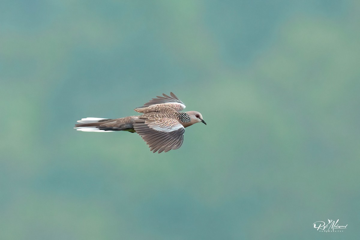 Spotted Dove - ML610547482