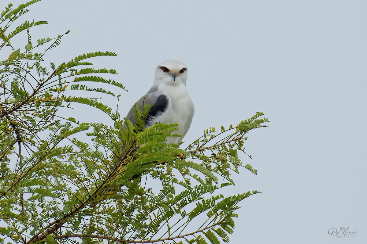 Black-winged Kite - ML610547488