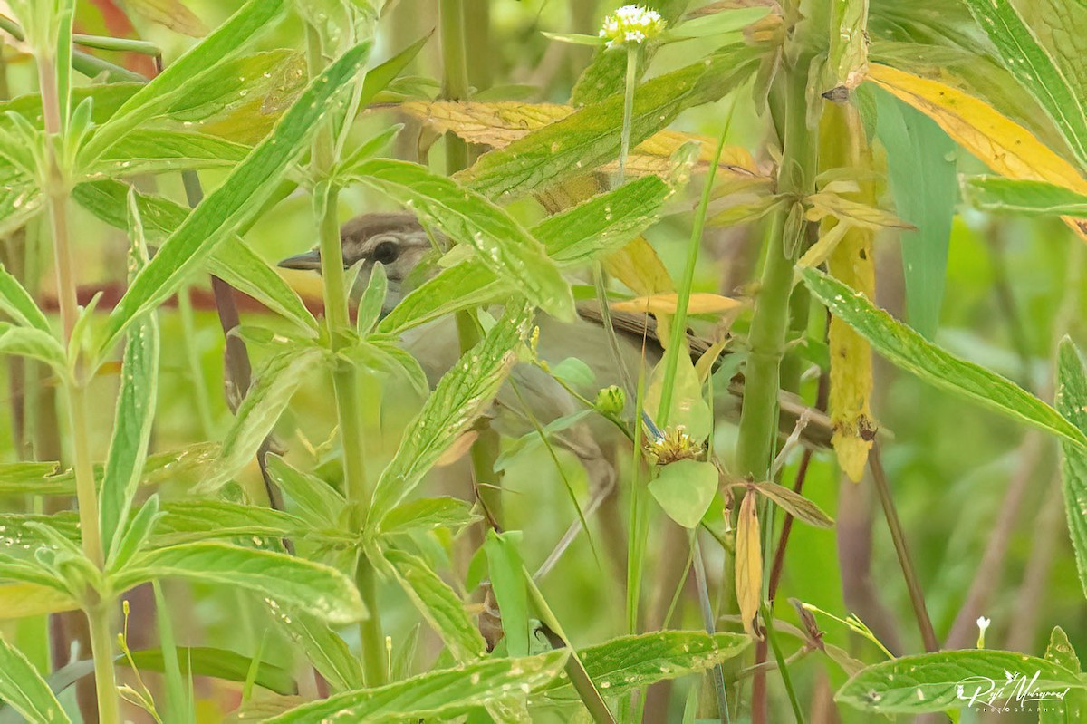 Paddyfield Warbler - ML610547537