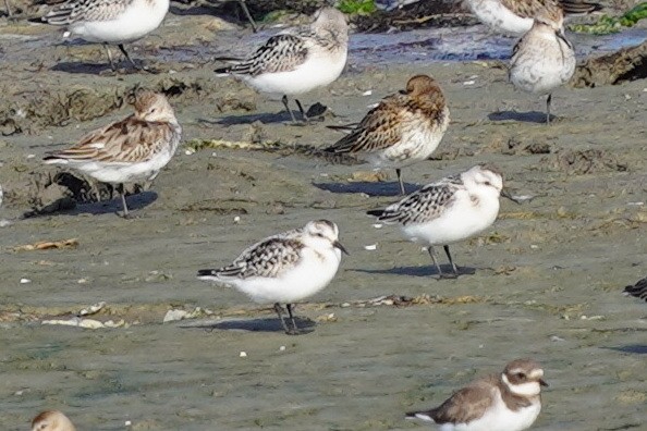 Sanderling - Richard Maarschall