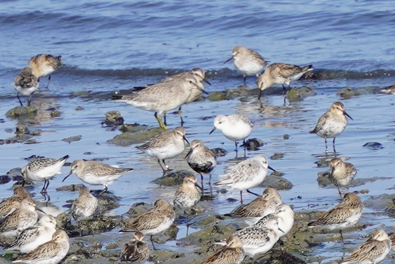 Red Knot - ML610547669