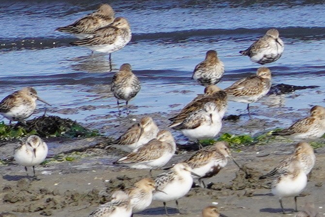 Dunlin - Richard Maarschall