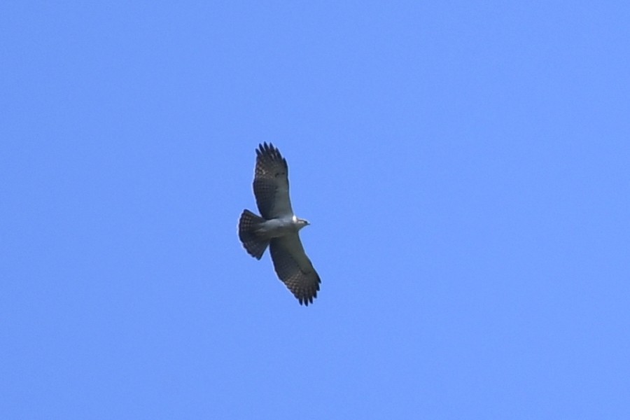 Rufous-bellied Eagle - ML610547686