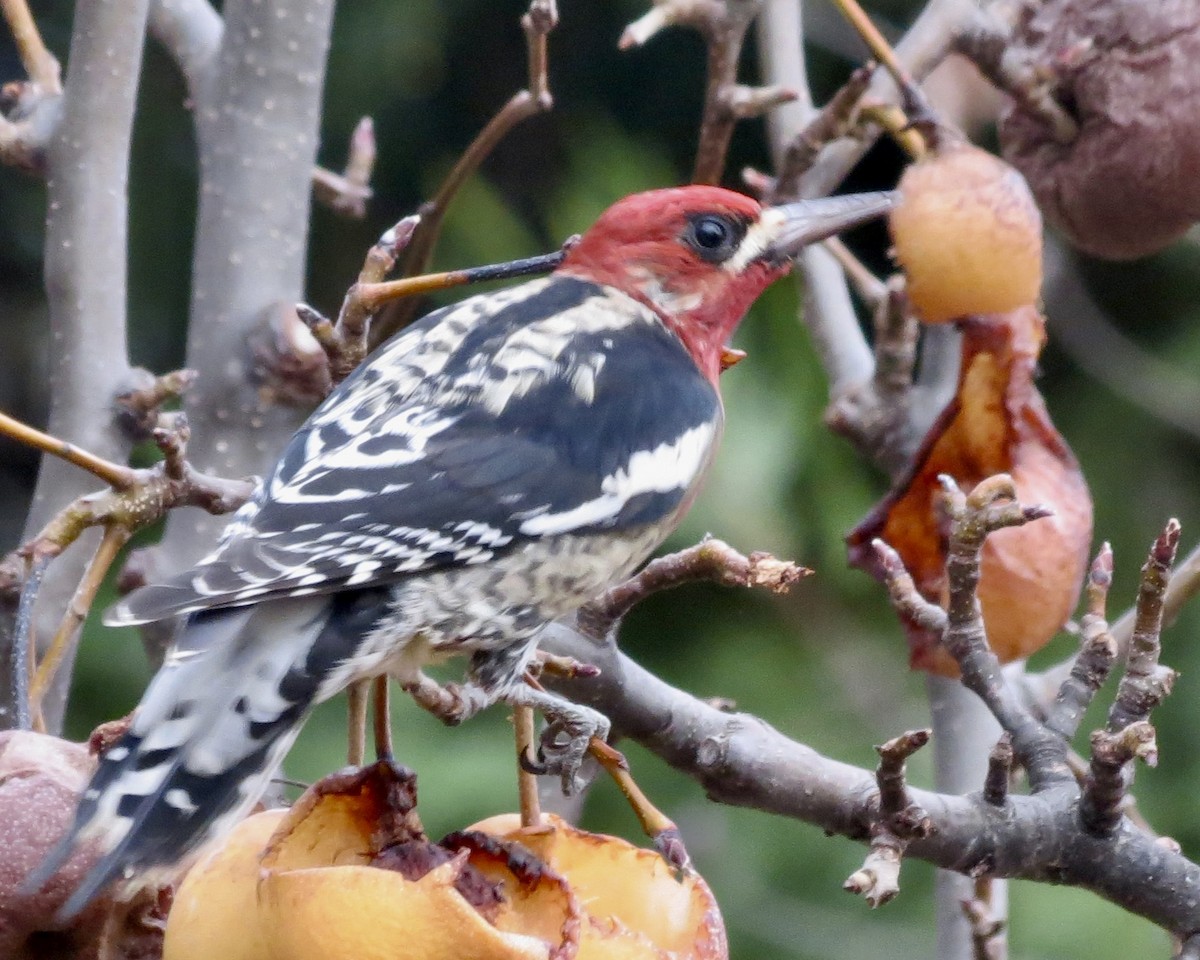 Red-breasted Sapsucker - ML610547716