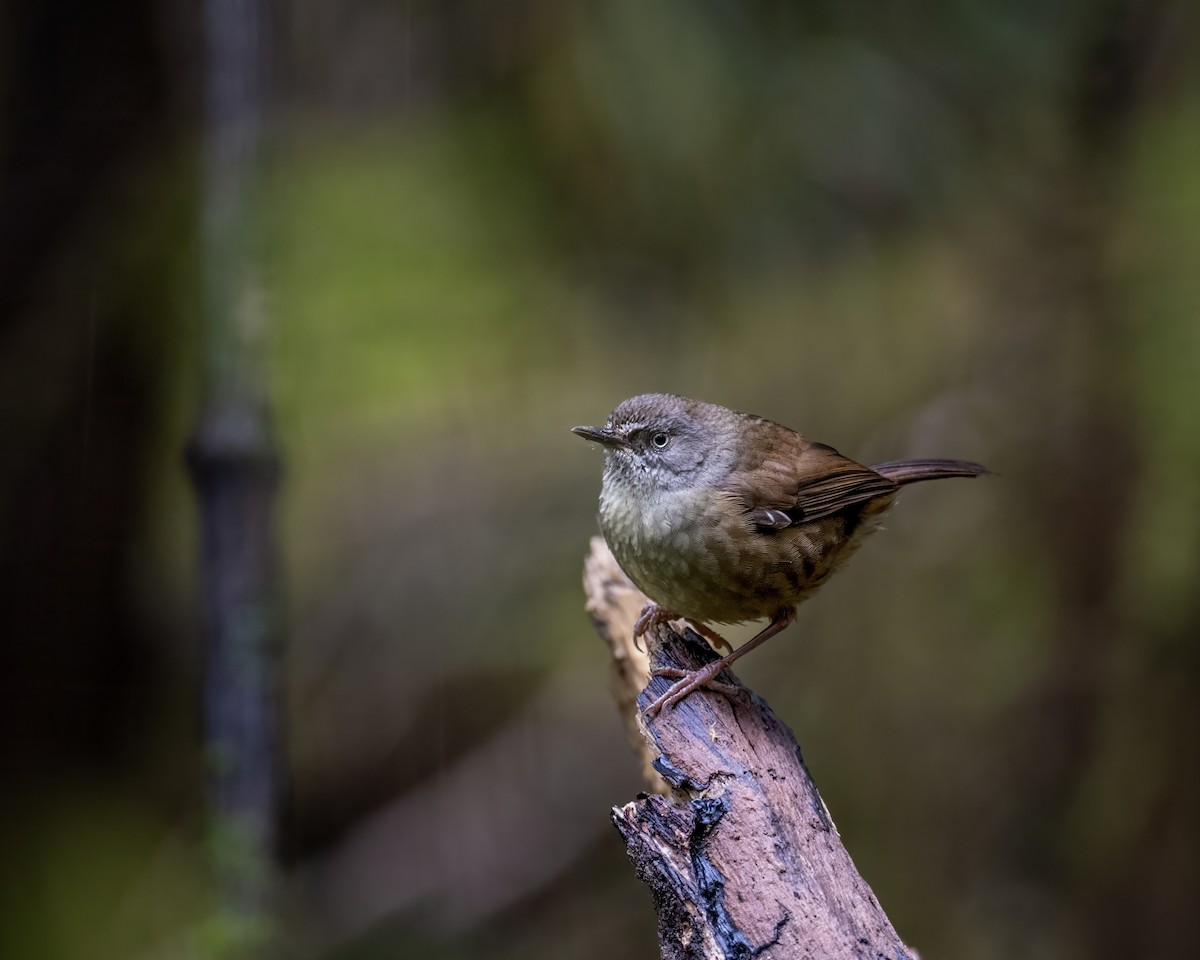 Tasmanian Scrubwren - ML610547718