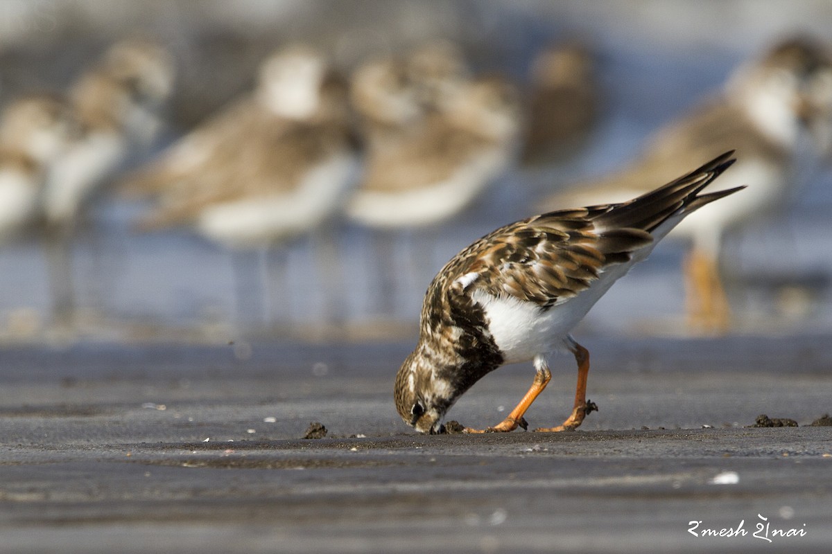 Ruddy Turnstone - ML610547752