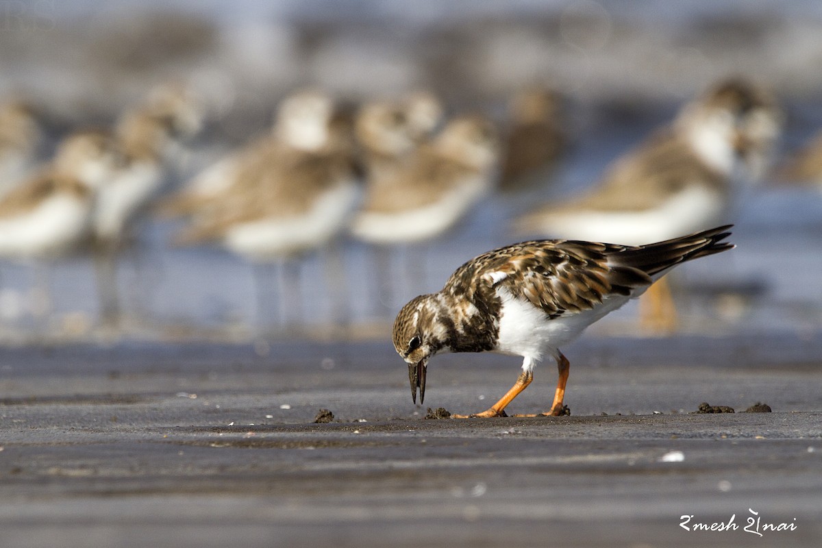 Ruddy Turnstone - ML610547753