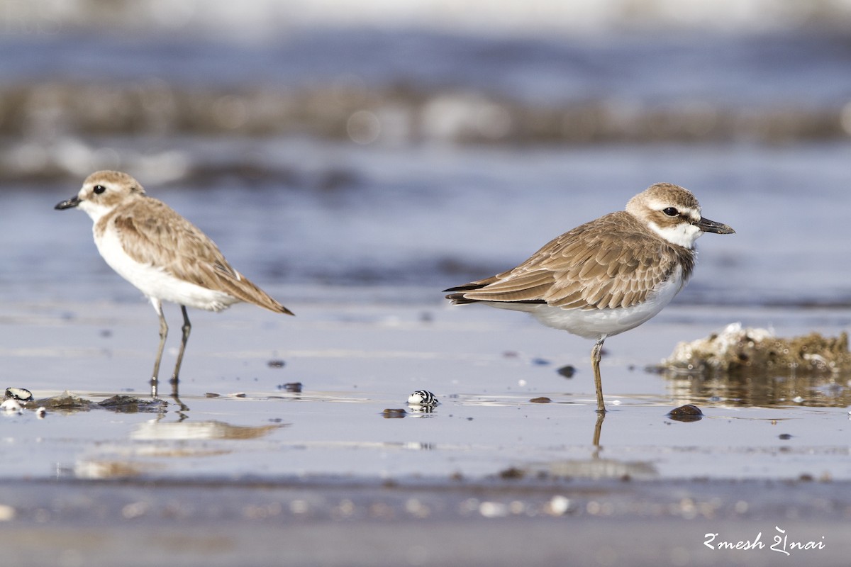 Greater Sand-Plover - ML610547758