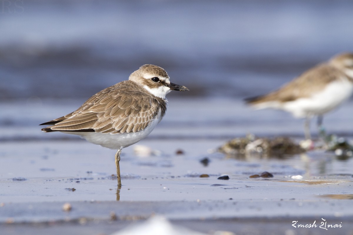 Greater Sand-Plover - Ramesh Shenai