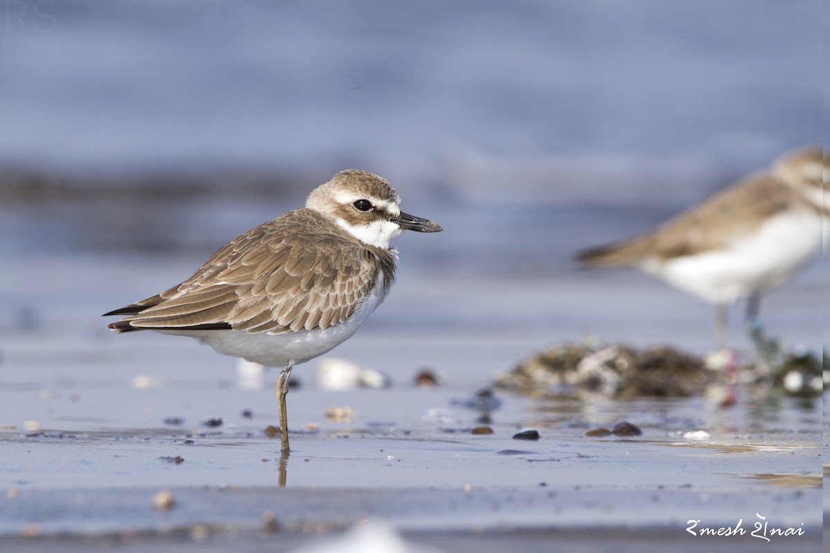 Greater Sand-Plover - ML610547761