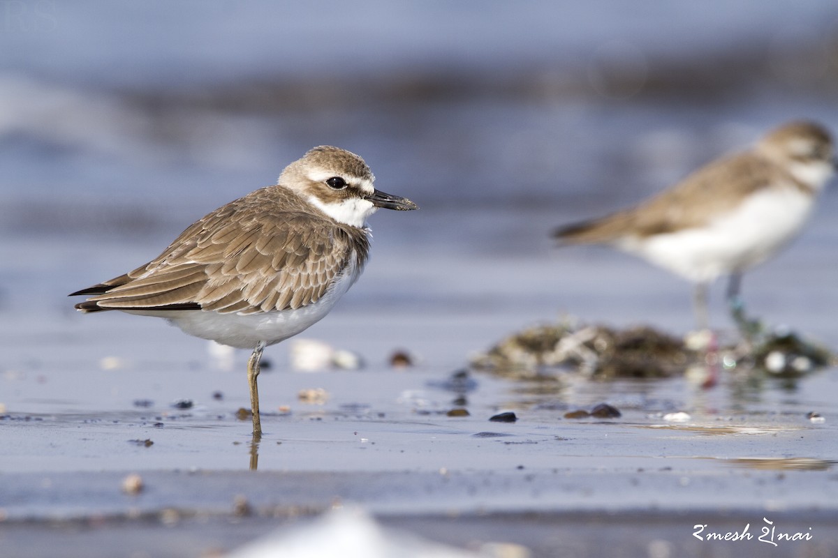 Greater Sand-Plover - ML610547762