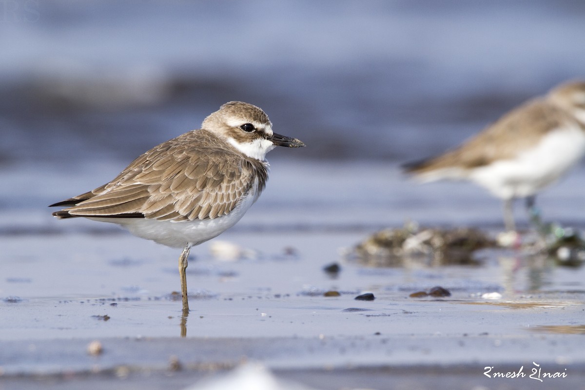 Greater Sand-Plover - ML610547763