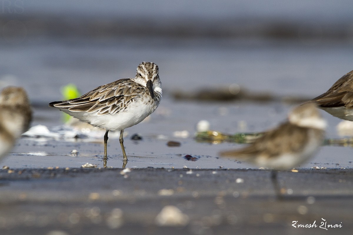 Broad-billed Sandpiper - ML610547768