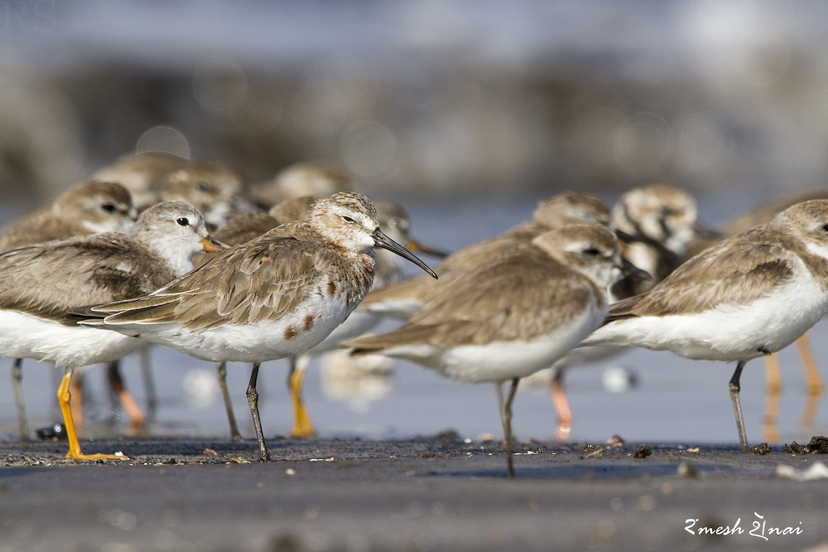 Curlew Sandpiper - ML610547775