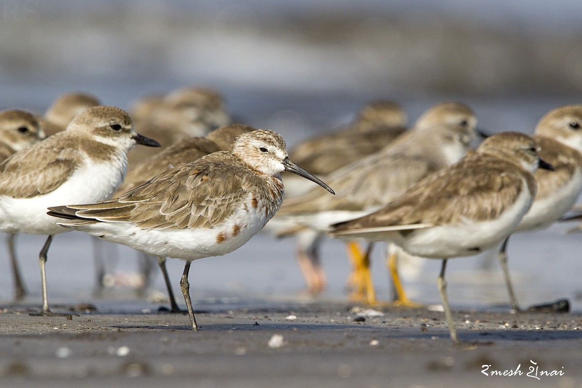 Curlew Sandpiper - ML610547776