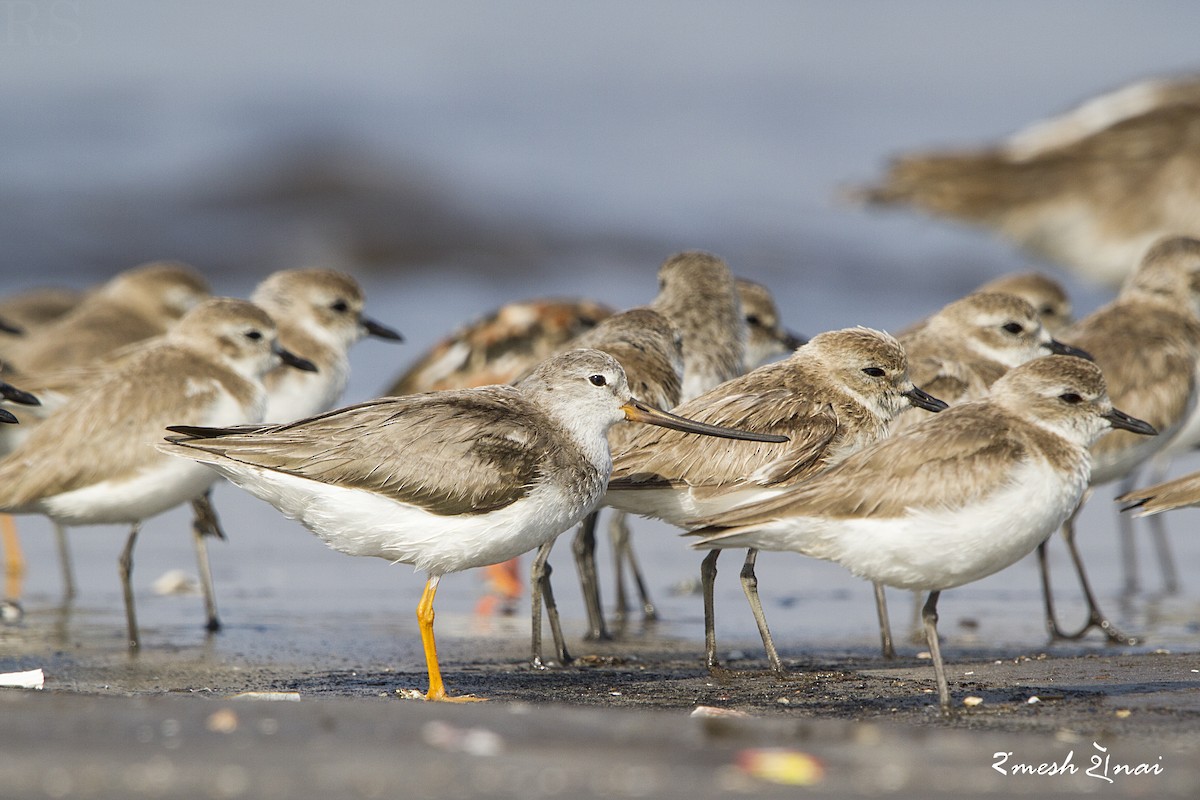 Terek Sandpiper - ML610547778